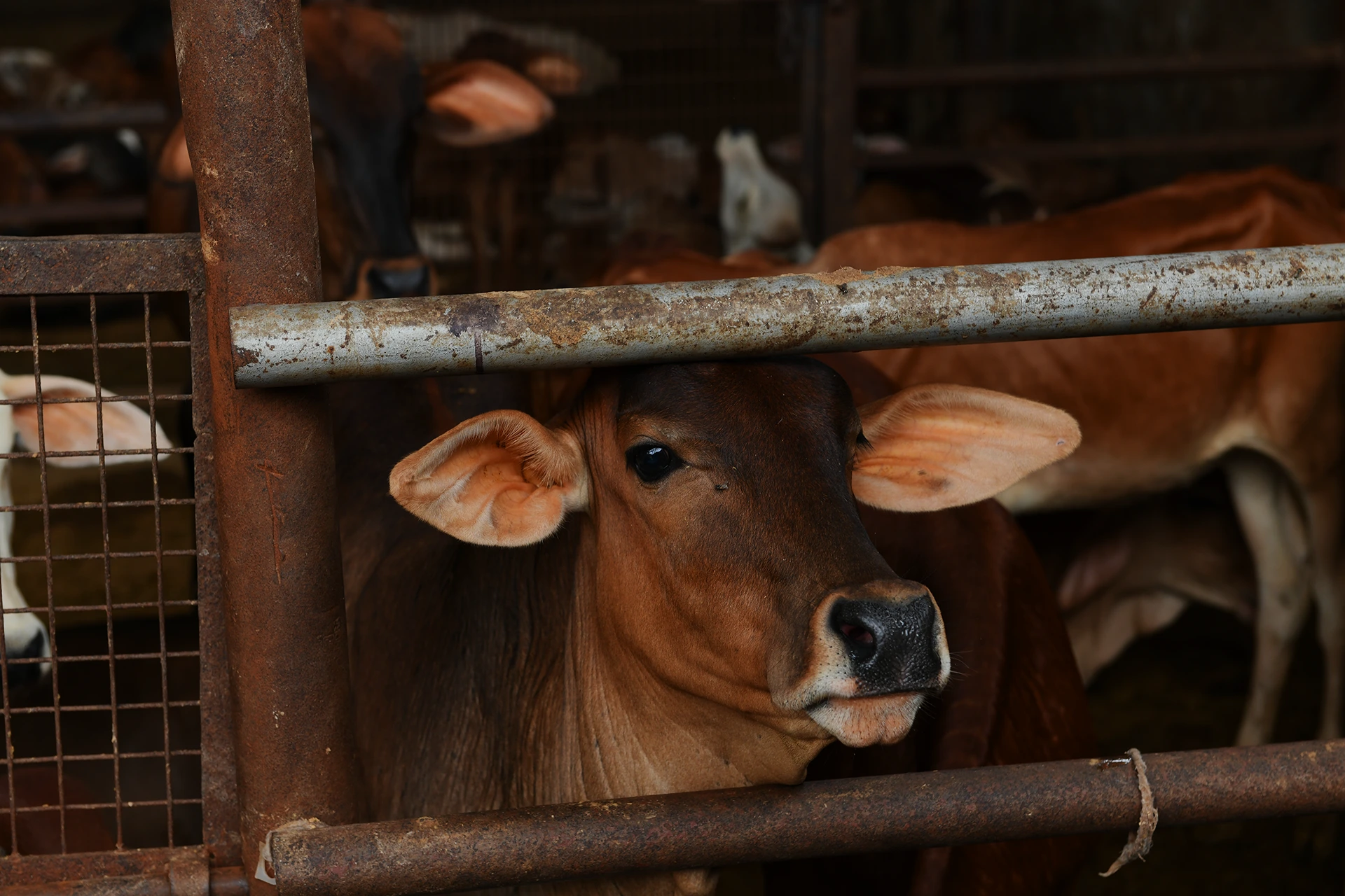 Calf Delhi Gaushala